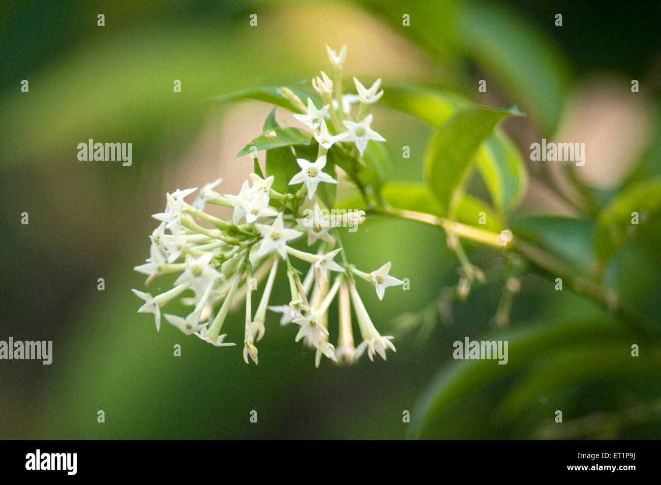 Ratrani fiore, Cestrum nocturnum, signora della notte, gelsomino notte in fiore, jessamina notte in fiore, jessamina notte profumata, cestrum notte profumata Foto Stock