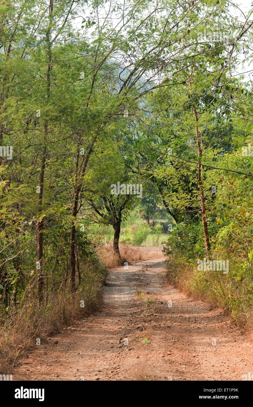 strada di villaggio, percorso di villaggio, strada sterrata, sentiero sterrato, strada della giungla, Sentiero della giungla, strada forestale, sentiero forestale, Ratnagiri, Konkan, Maharashtra, India, Asia Foto Stock
