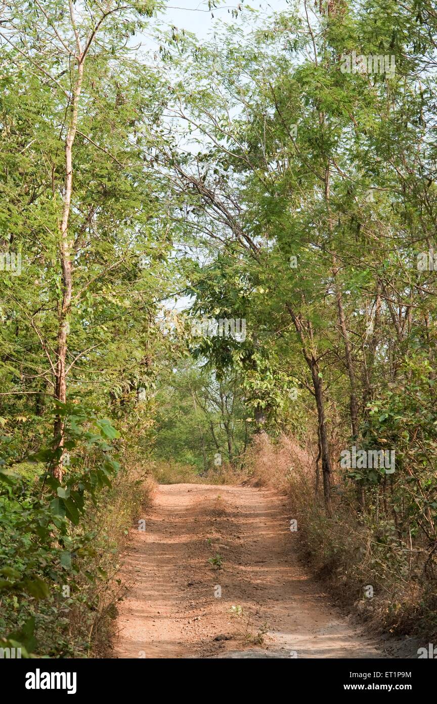 strada di villaggio, percorso di villaggio, strada sterrata, sentiero sterrato, strada della giungla, Sentiero della giungla, strada forestale, sentiero forestale, Ratnagiri, Konkan, Maharashtra, India, Asia Foto Stock
