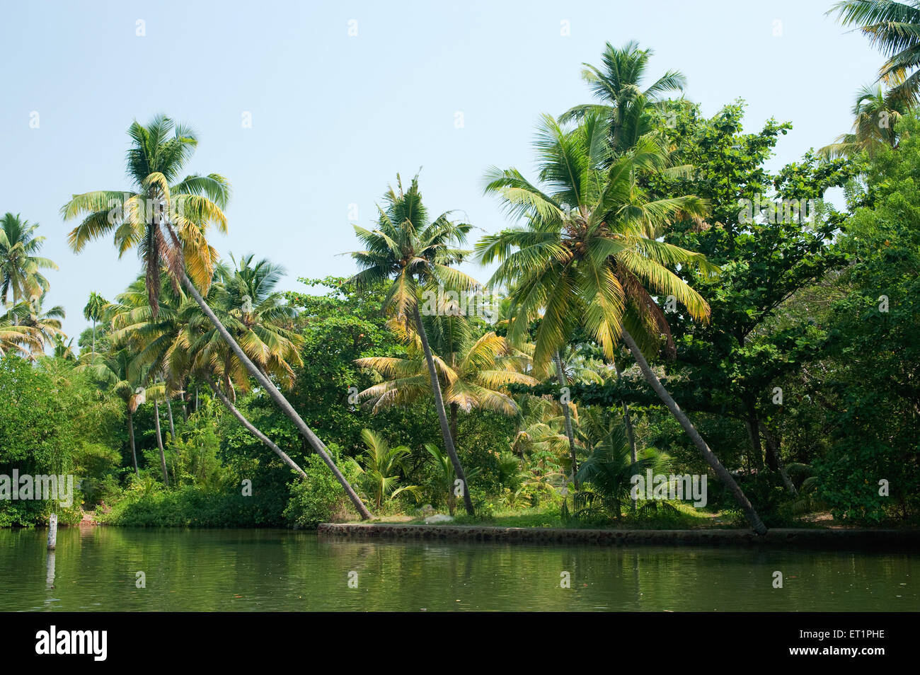 Alberi di palma nelle acque del mare ; Alappey ; Alappuzha ; Kerala ; India ; Asia Foto Stock