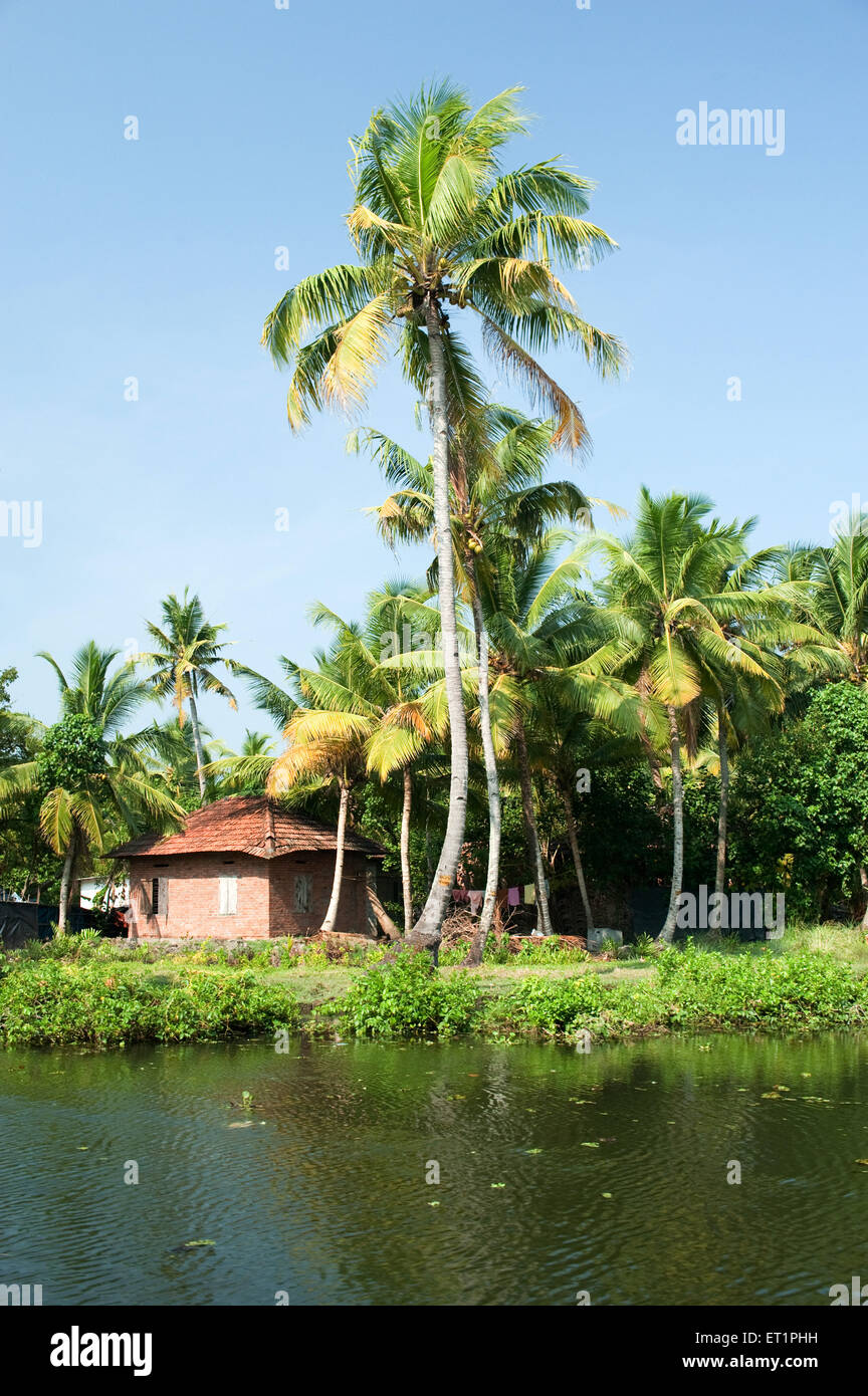 Alberi di palma nelle acque del mare ; Alappey ; Alappuzha ; Kerala ; India ; Asia Foto Stock