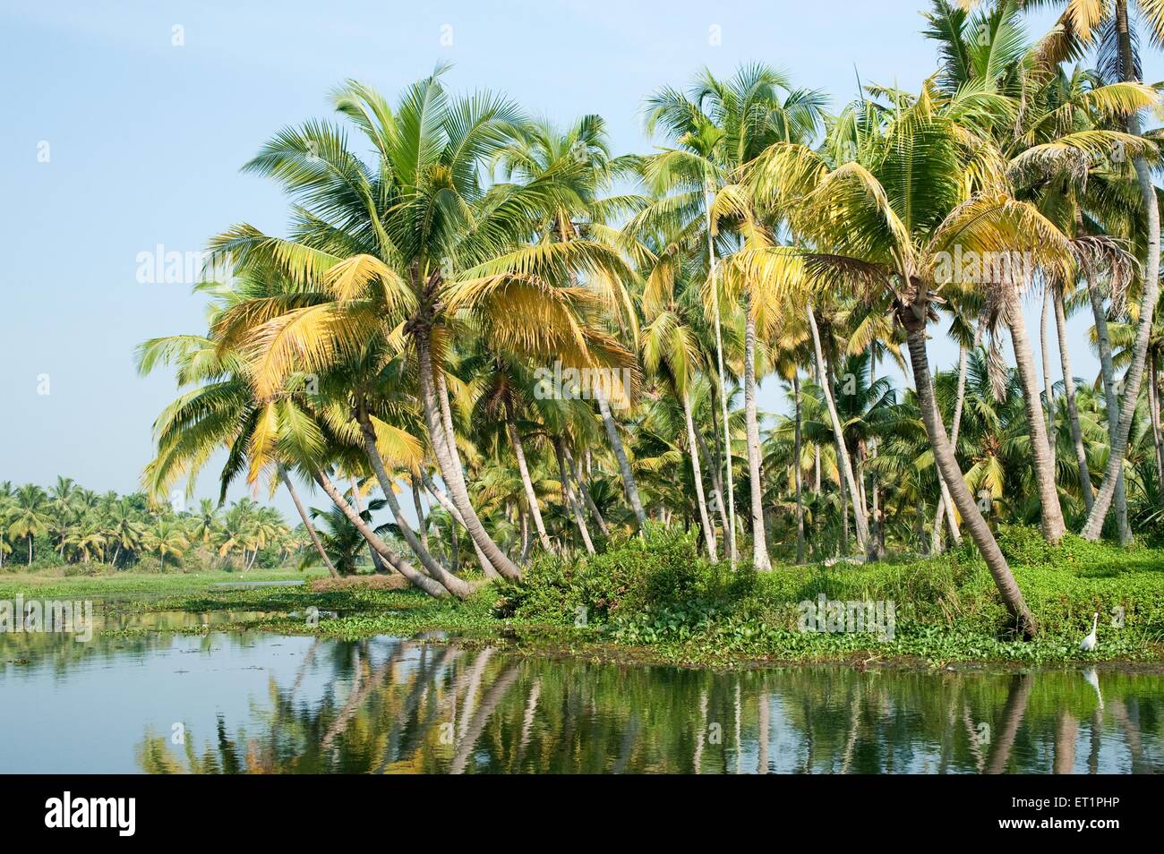 Alberi di palma nelle acque del mare ; Alappey ; Alappuzha ; Kerala ; India ; Asia Foto Stock