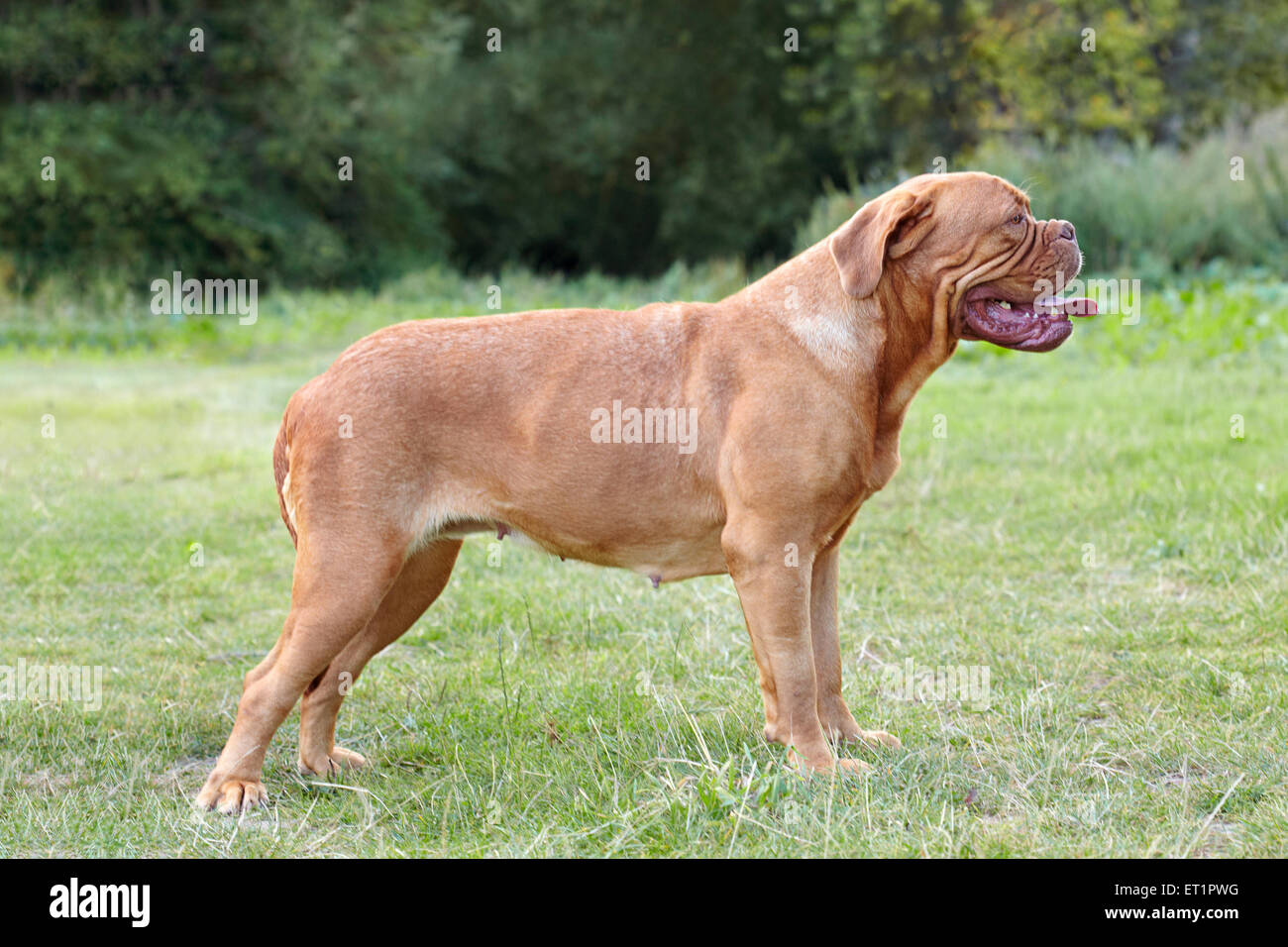 Dogue de Bordeaux cane in inglese alla luce del sole Foto Stock