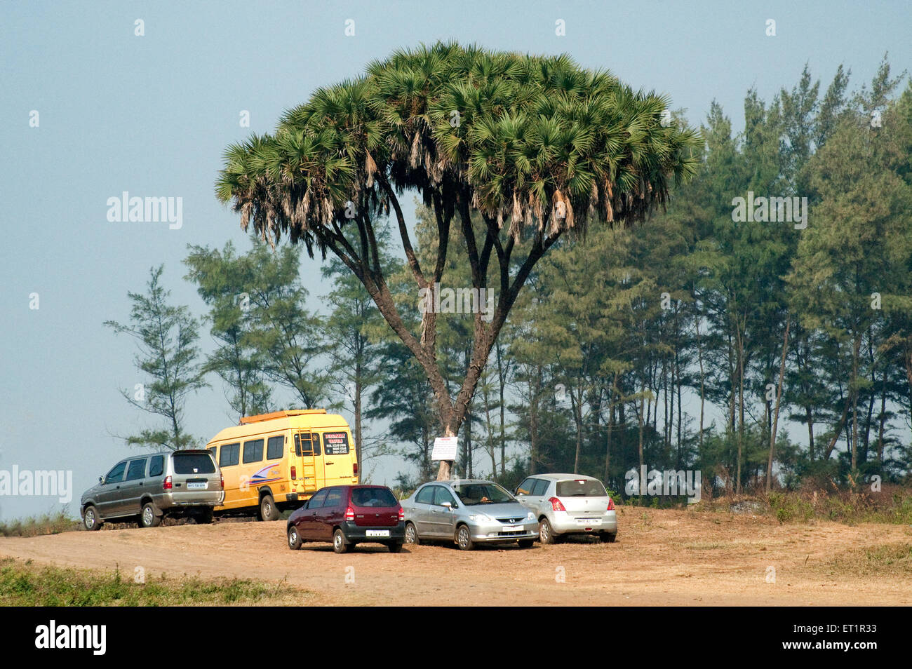 Automobili parcheggiate sotto la palma ramificata, la palma orientale africana, la palma, il dicotoma di hyphaene, Alibag, Konkan, Maharashtra, India Foto Stock