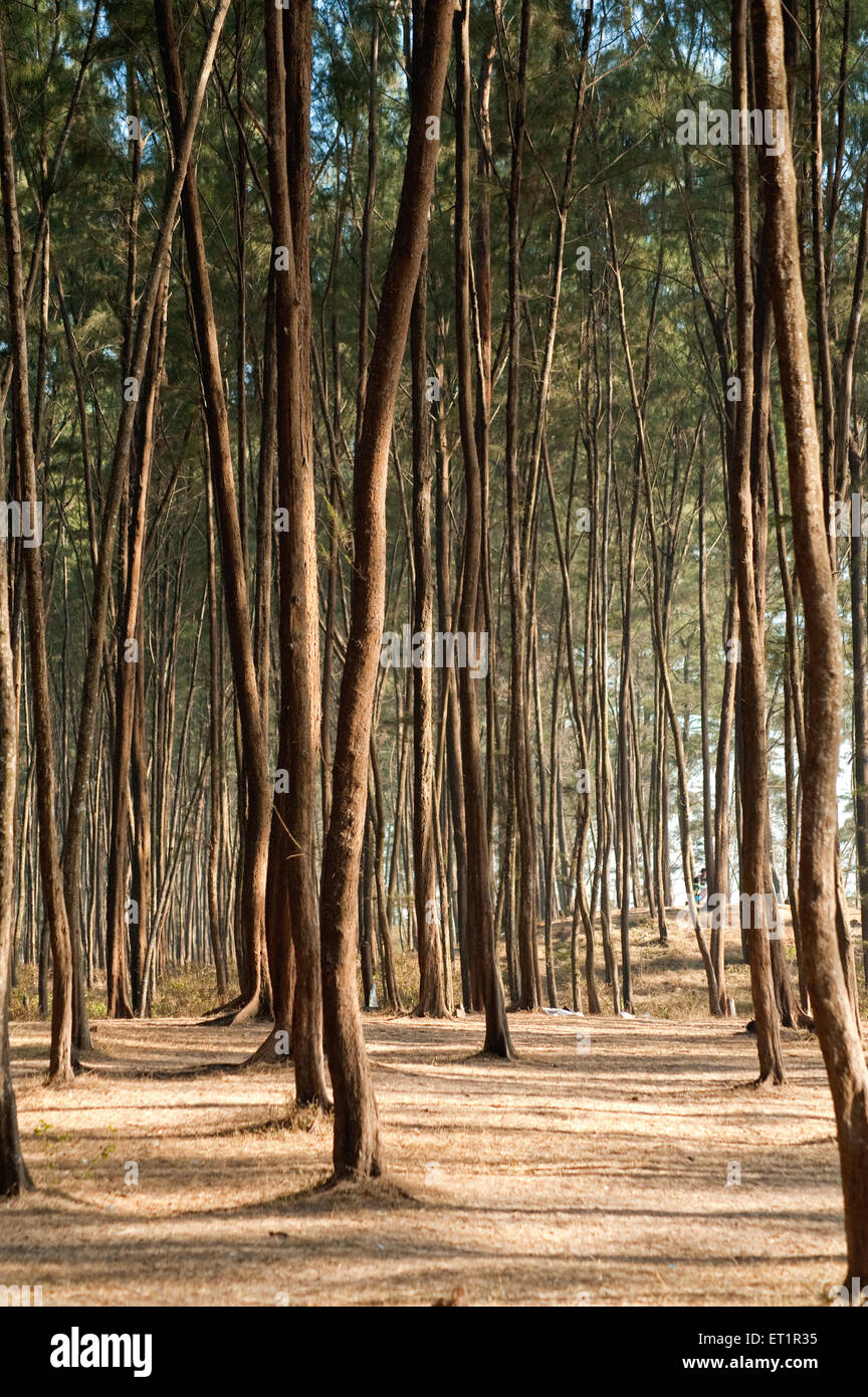 Beefwood alberi, legno di manzo, lei quercia, pino fischio, suru, Junglisaru, Jangli saru, casuarina equisetifolia, Nagaon ; Alibag ; Maharashtra ; India Foto Stock