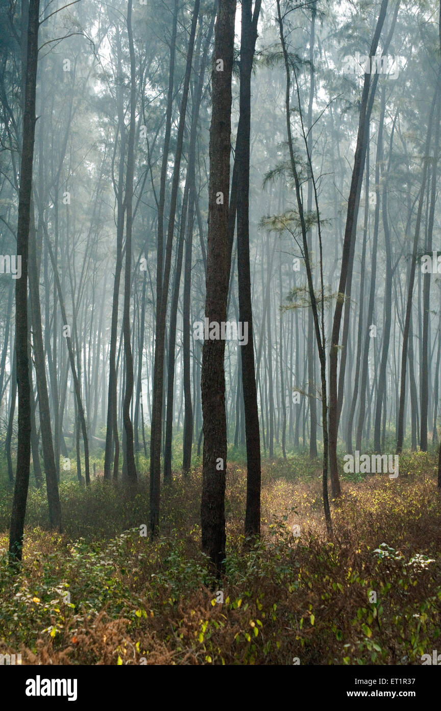 Beefwood alberi, legno di manzo, lei quercia, pino fischio, suru, Junglisaru, Jangli saru, casuarina equisetifolia, Nagaon ; Alibag ; Maharashtra ; India Foto Stock