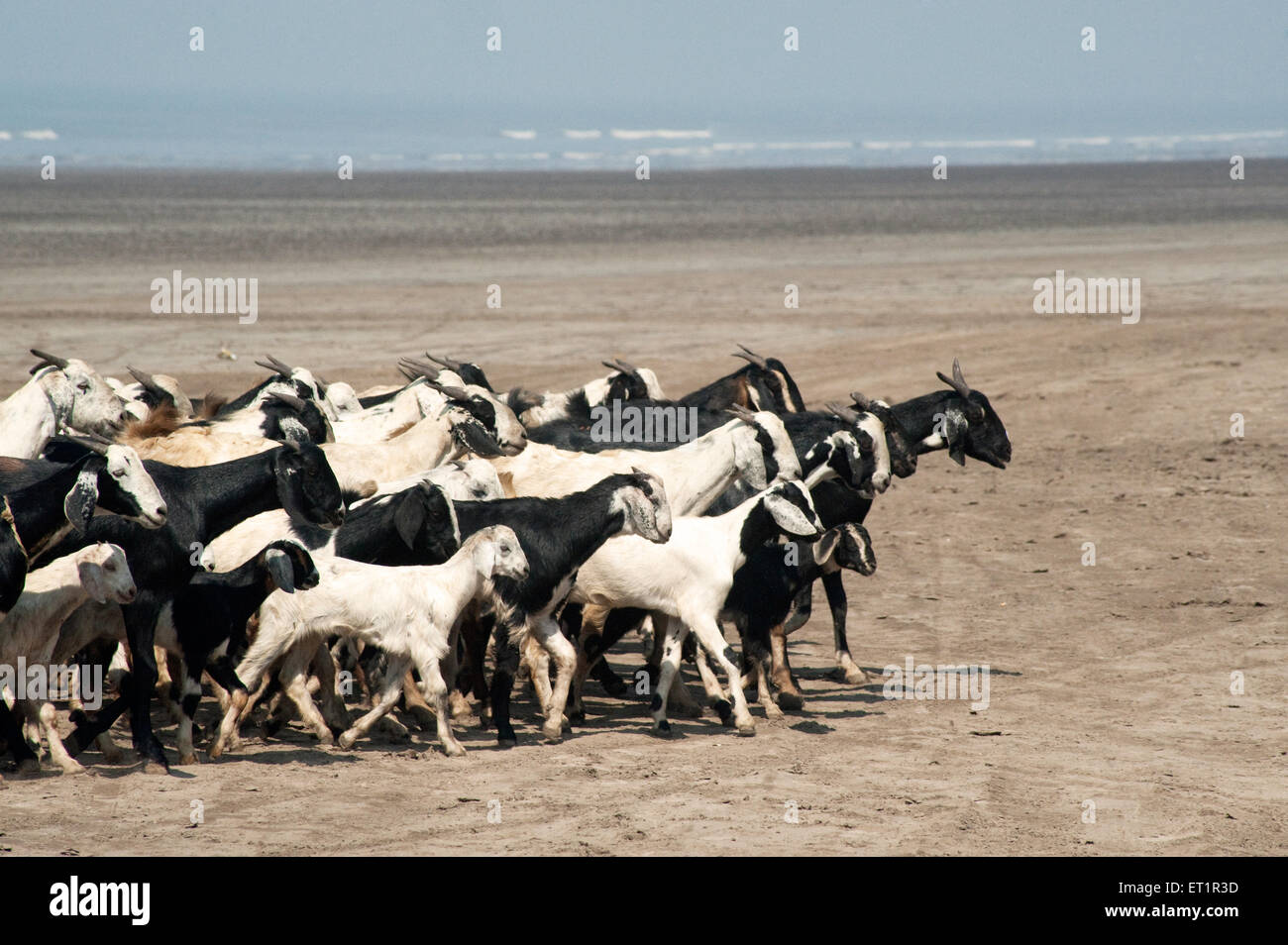 Mandria di capre ; spiaggia di Nagaon ; Albag ; Konkan ; Maharashtra ; India Foto Stock