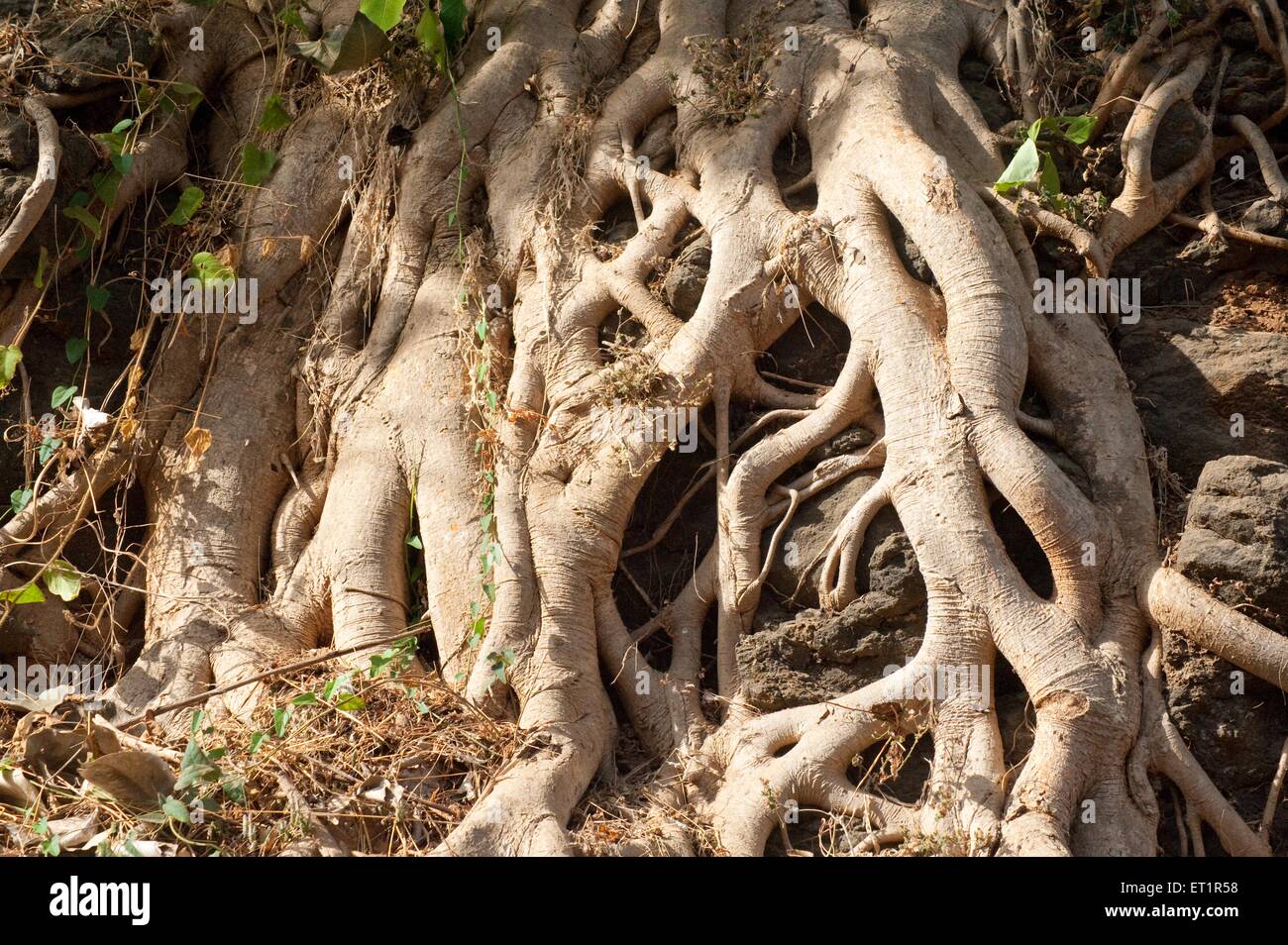 Banyan Tree radici Foto Stock