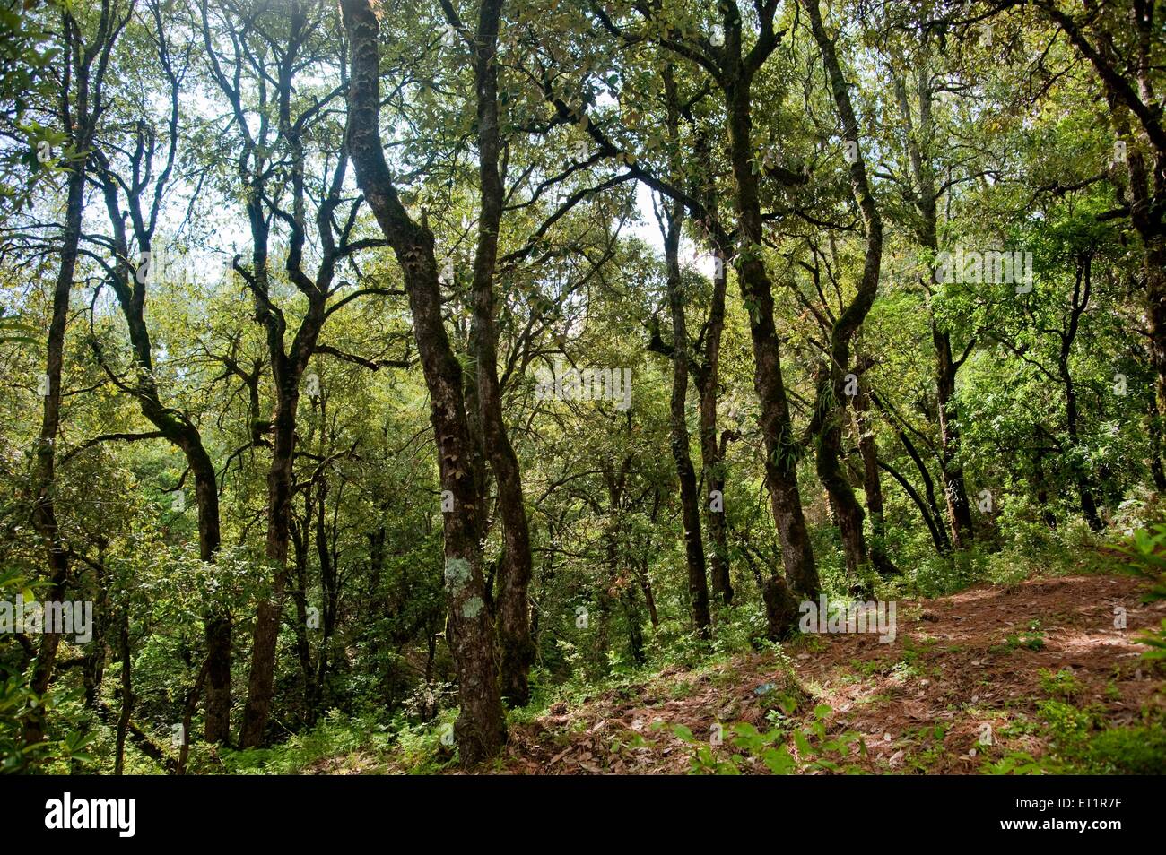 Foresta, Sitlakhet, Shitlakhet, Almora, Uttarakhand, India, Asia, Asia, India Foto Stock