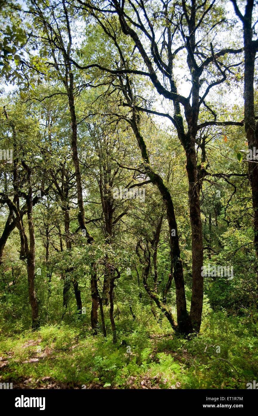 Foresta, Sitlakhet, Shitlakhet, Almora, Uttarakhand, India, Asia, Asia, India Foto Stock