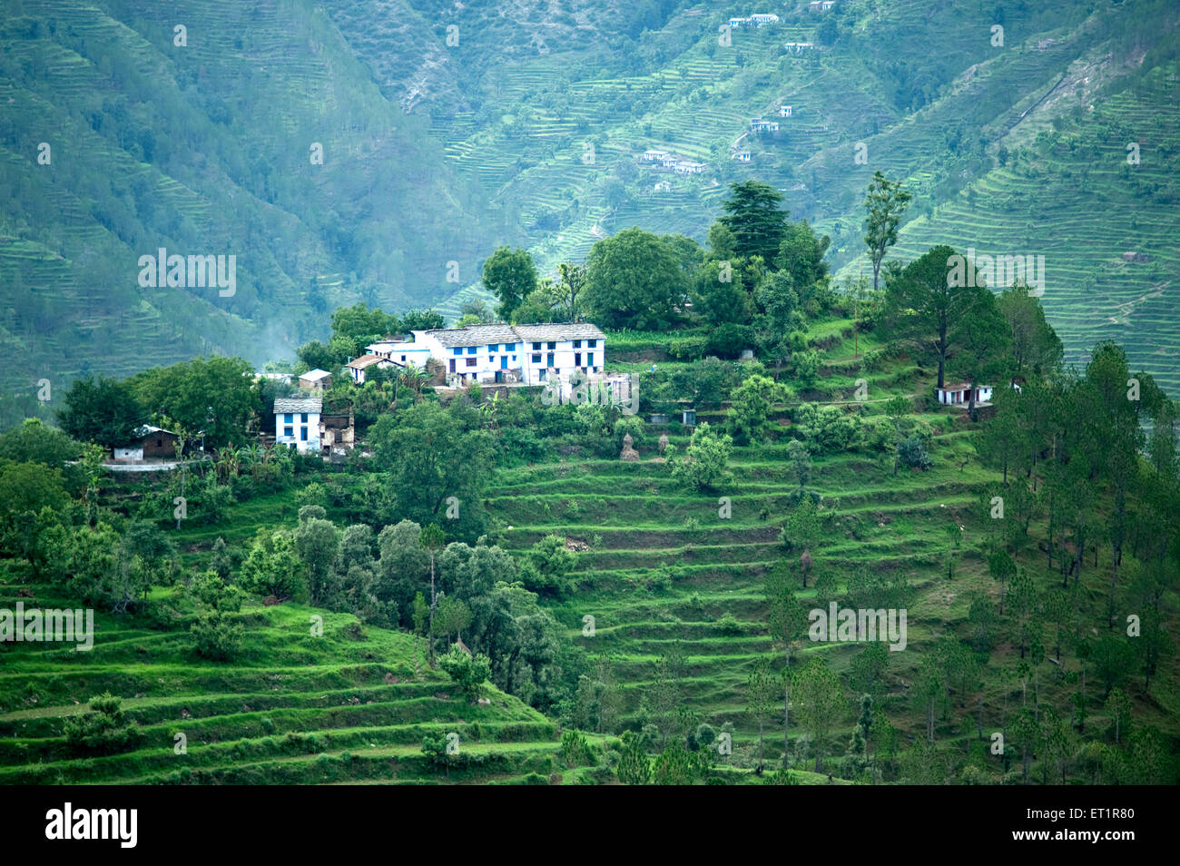 Terrace Farming, Almora, Uttarakhand, India, Asia, Asiatico, indiano Foto Stock
