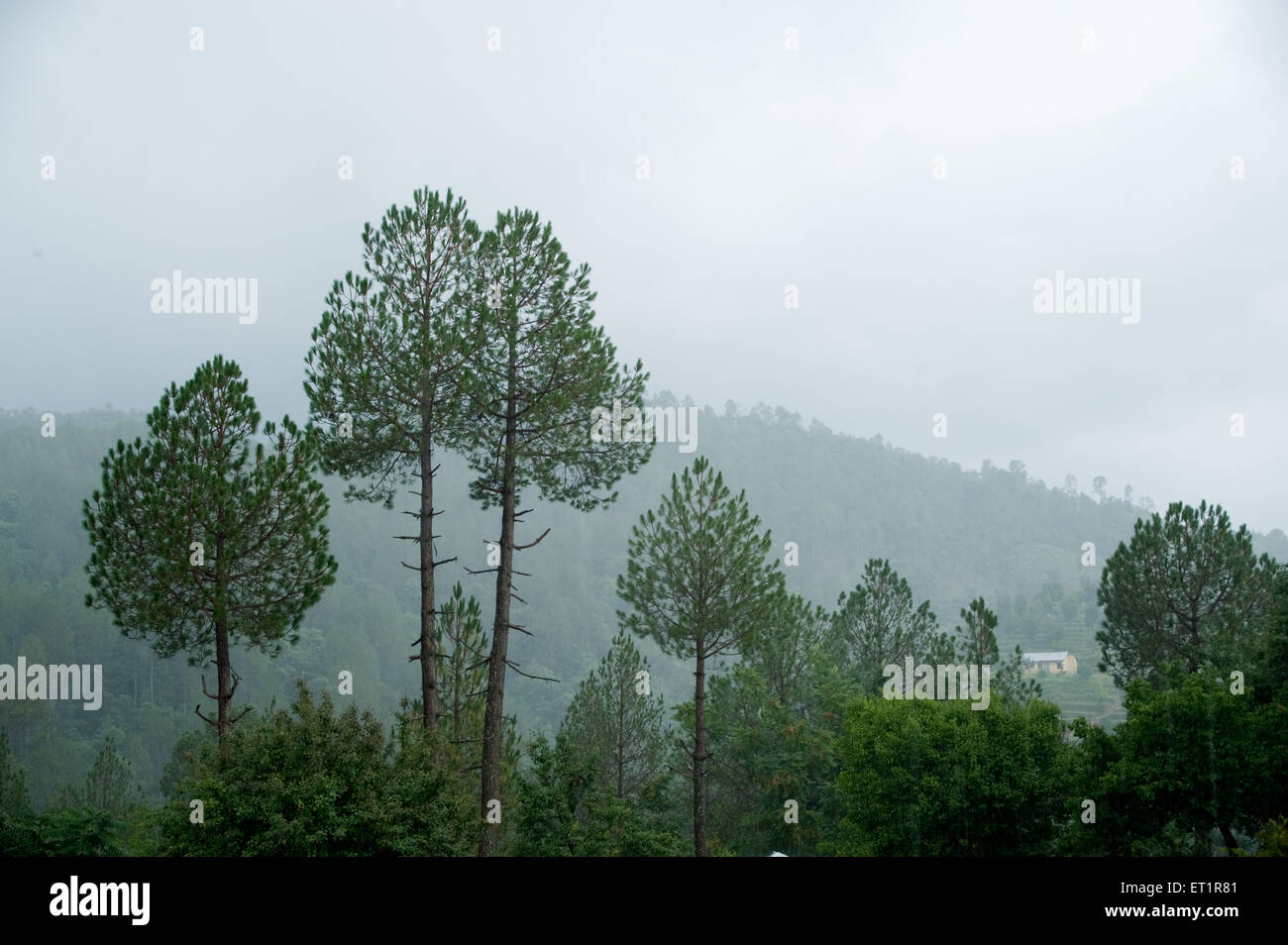 Pino, pino indiano, almora, Uttarakhand, India, Asia, Asia, India Foto Stock