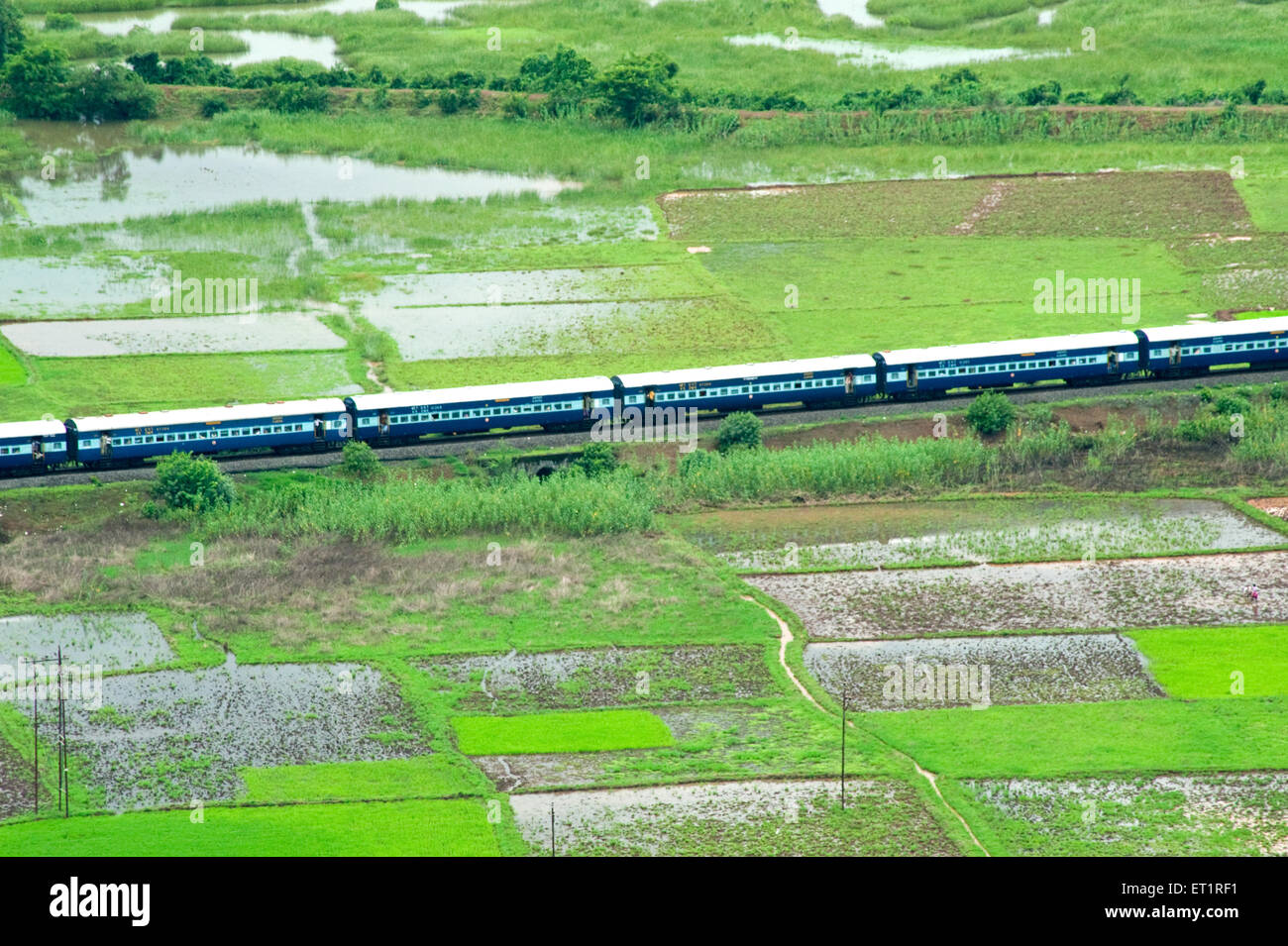 Konkan railway passando attraverso il risone campo ; Chiplun ; Ratnagiri ; Maharashtra ; India Foto Stock