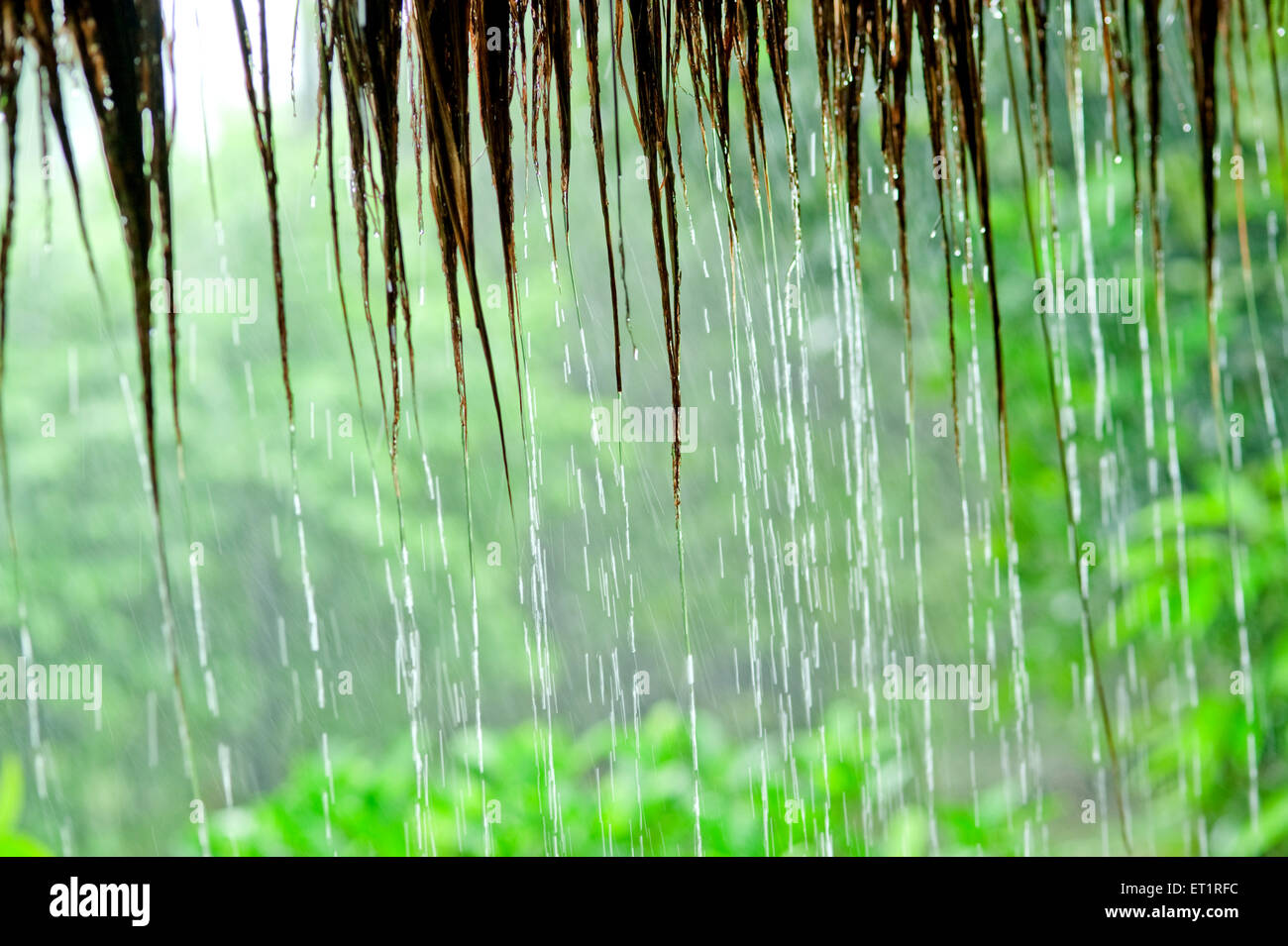 Gocce di pioggia Foto Stock