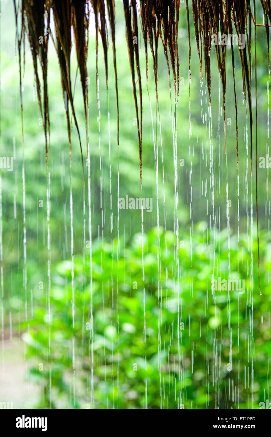 Gocce di pioggia ; Maharashtra ; India Foto Stock