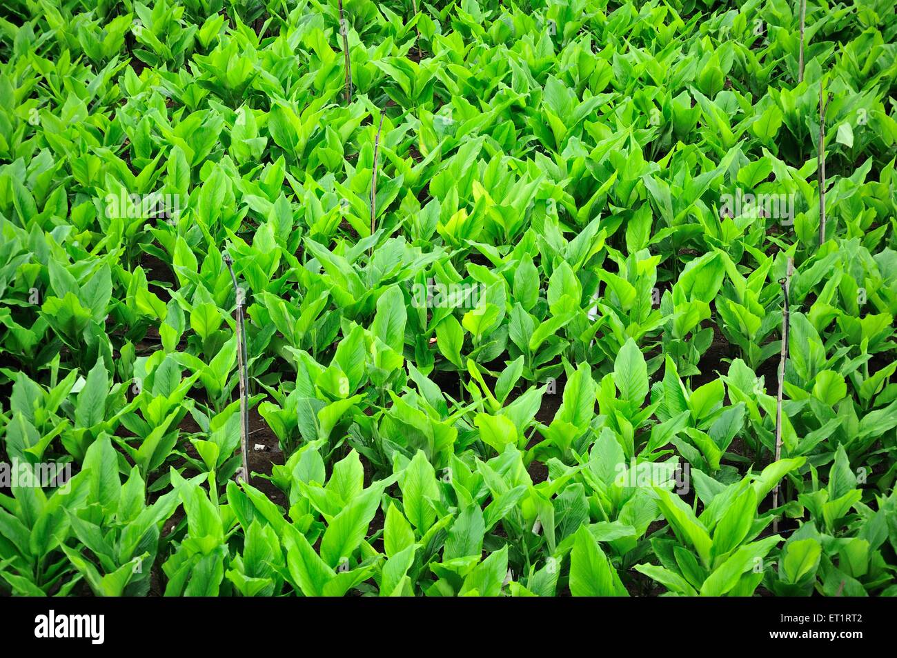 Campo di curcuma, Satara, Maharashtra, India, Asia Foto Stock