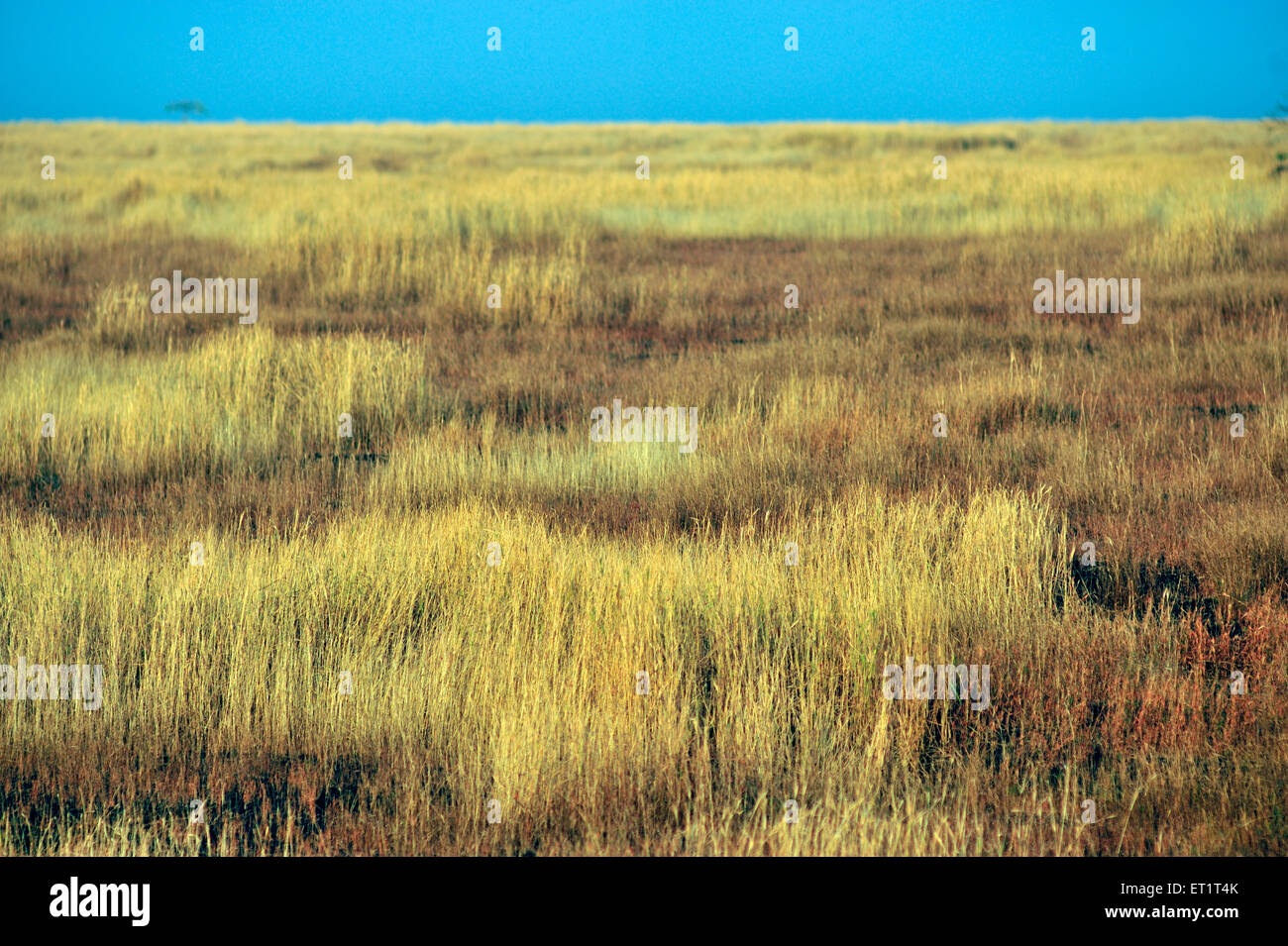 Golden Grass, Sindhudurg, Konkan, Maharashtra, India, Asia, Asia, India Foto Stock