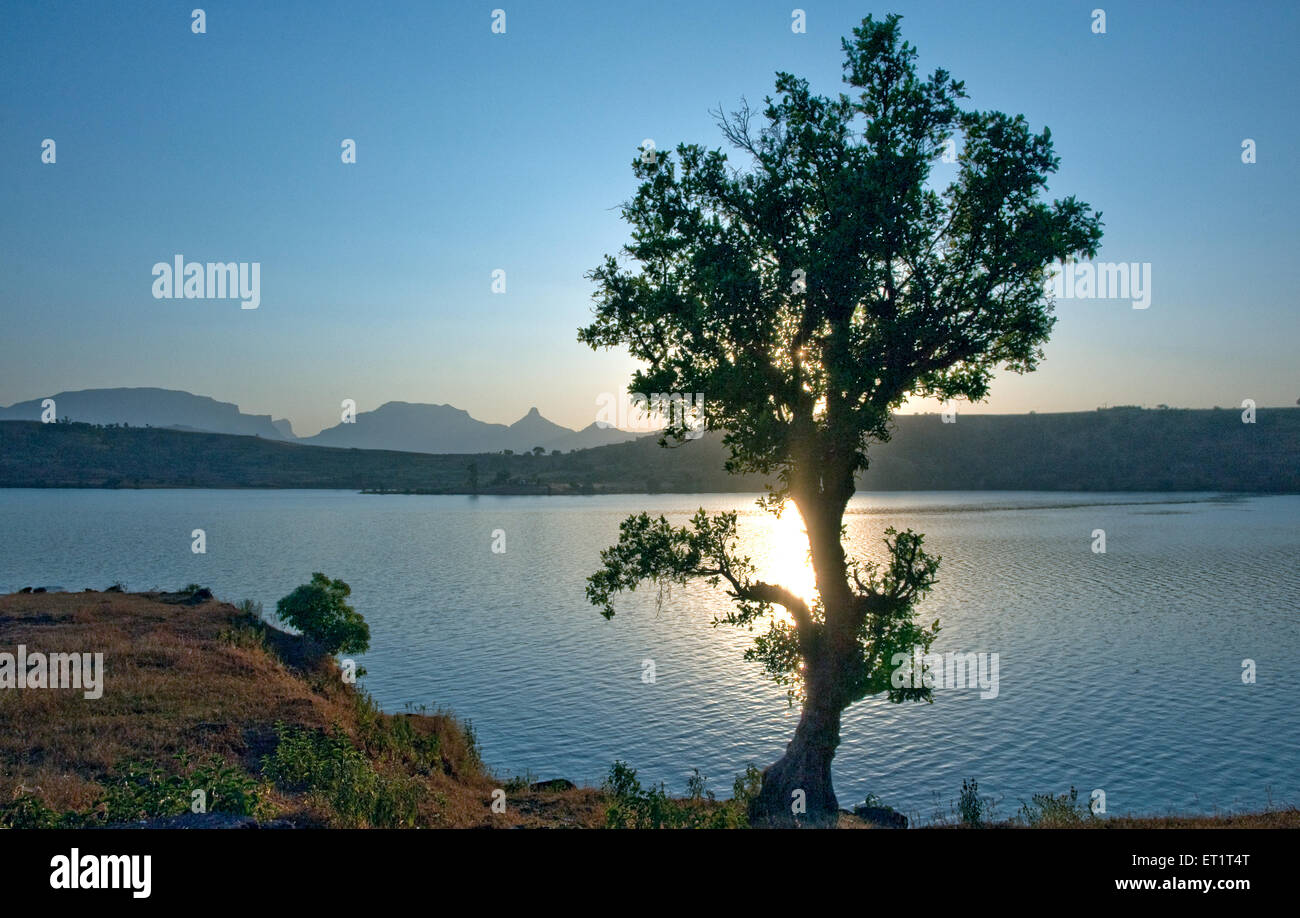 Albero su arthur lago al tramonto tempo ahmadnagar Maharashtra India Asia Foto Stock