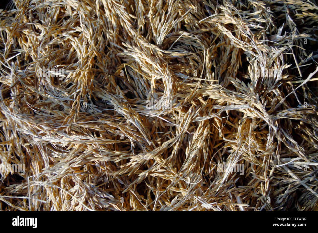 Coltivazioni di riso di Konkan Maharashtra India Foto Stock