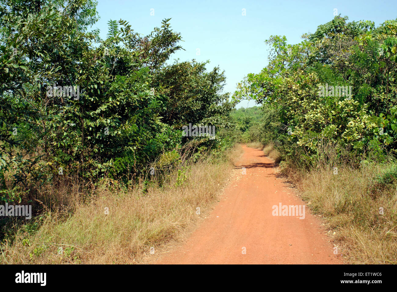 Il percorso nella foresta konkan Maharashtra India Asia Foto Stock