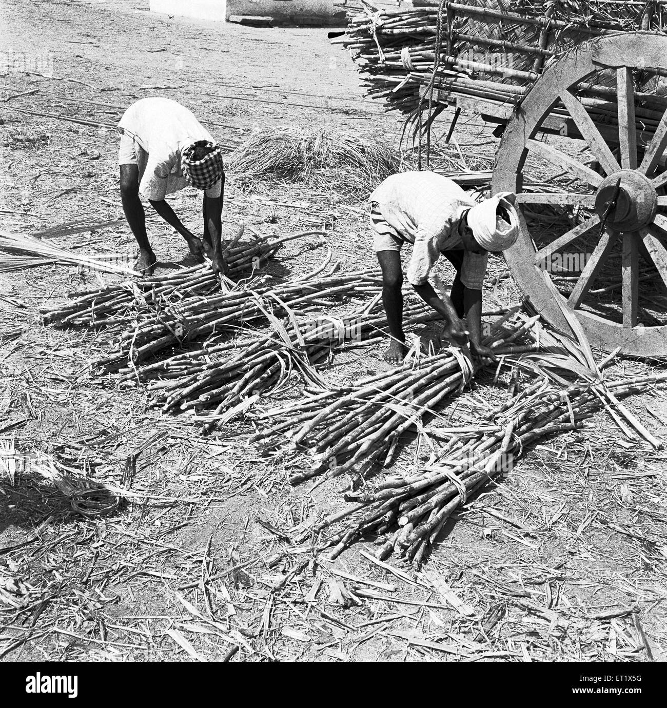 La gente che lavora in una fabbrica di zucchero ; bundling sugarcanes ; Mandya ; distretto di Mandya ; Karnataka ; India 1955 Foto Stock