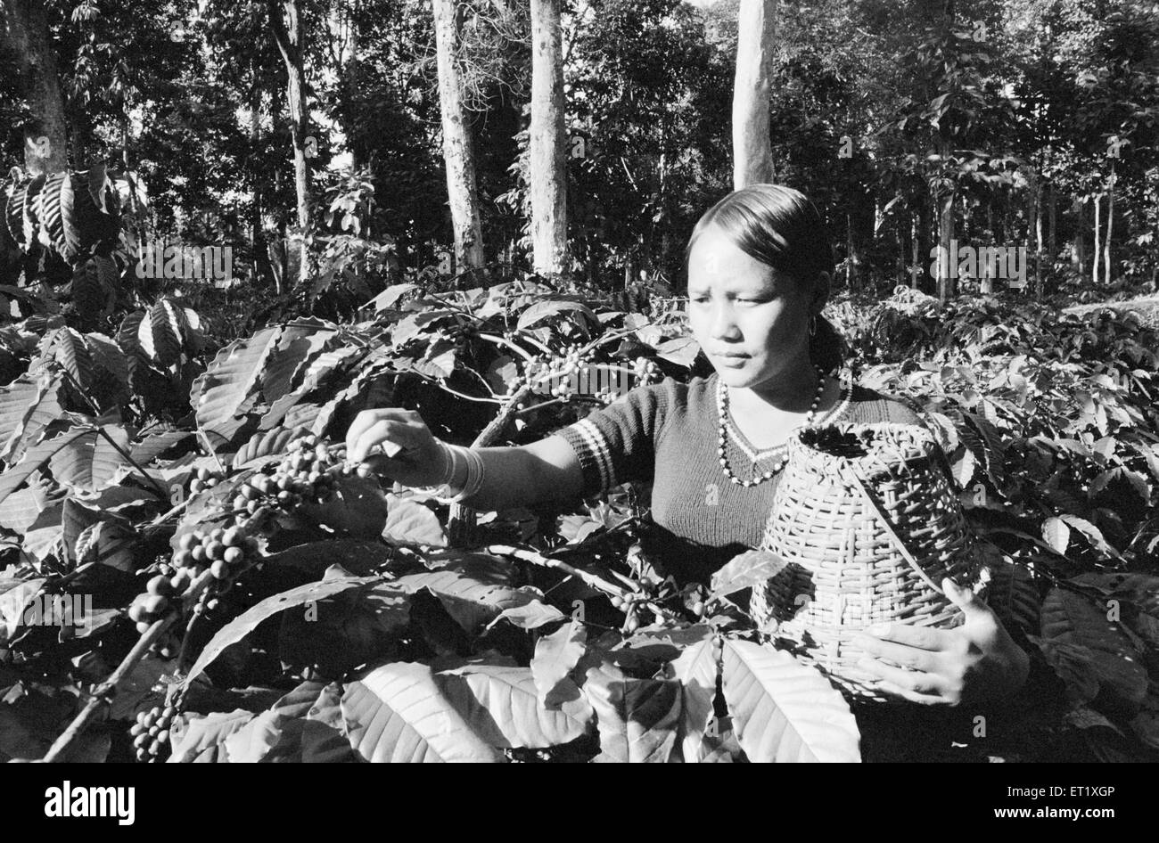 Signora spiumatura coffee berry ; Kameng district ; Arunachal Pradesh ; India 1982 n. MR Foto Stock