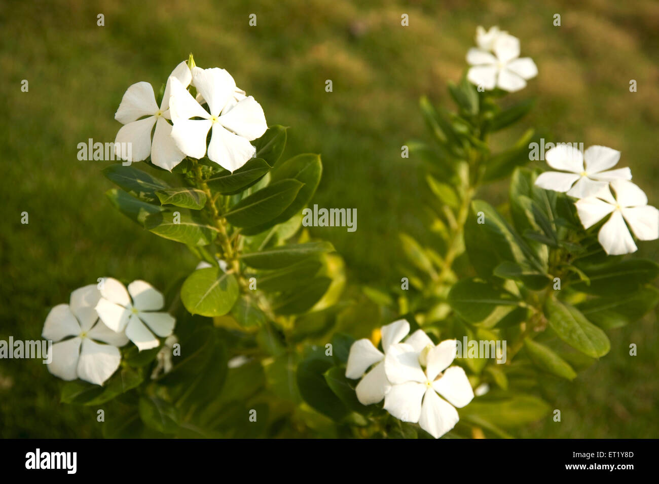 Flox strisciante, fiore bianco, Phlox subulata, Phlox stolonifera, Polemoniaceae, Famiglia Phlox, India, Asia Foto Stock