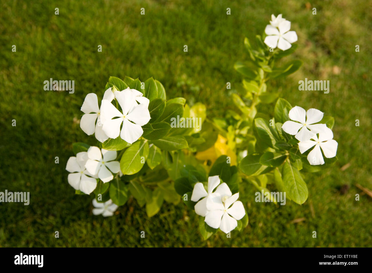 Fiore bianco ; nome comune Creeping Phlox ; nome botanico Phlox subulata ; Famiglia Polemoniaceae Phlox famiglia ; India Foto Stock