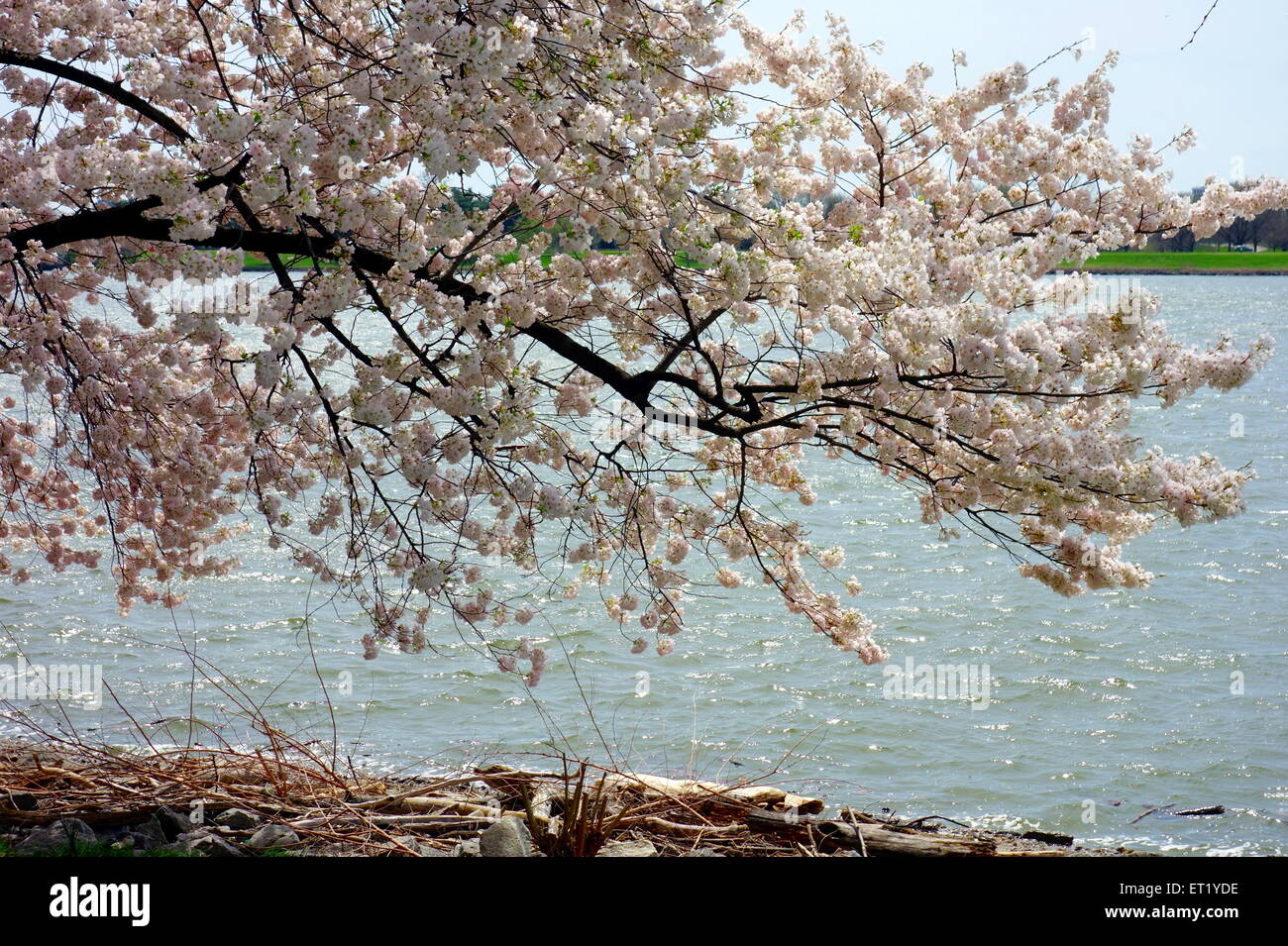 Fioritura ciliegi giapponesi, sul fiume Potomac a Washington DC Foto Stock