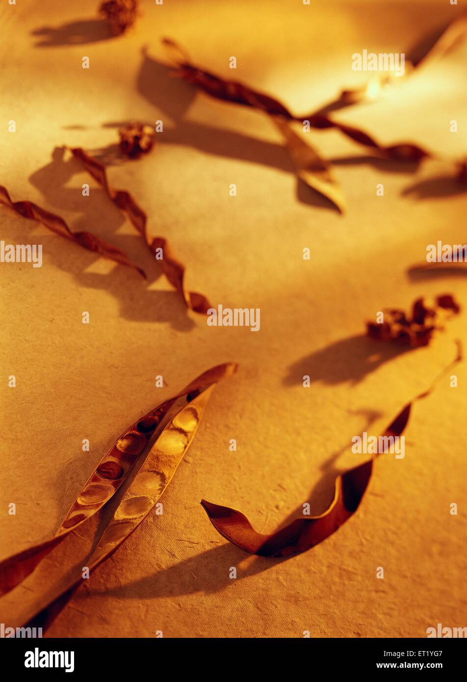 Baccelli secchi Foto Stock