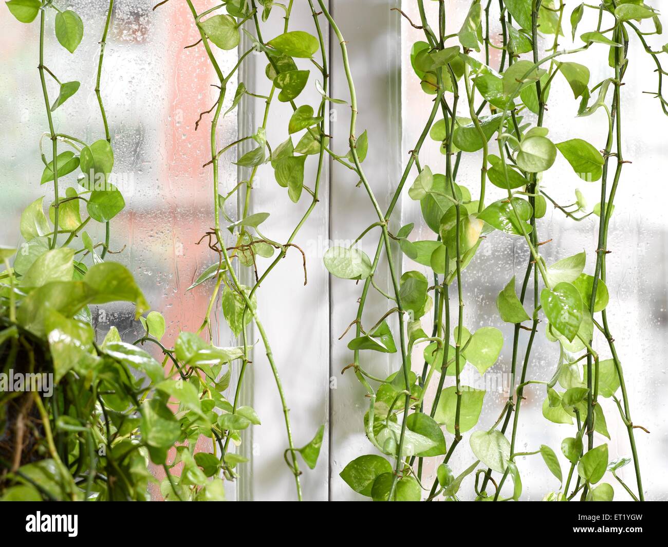 Money Plant, edera del Diavolo, Epipremnum aureum, arum famiglia Araceae, pianta verde di fronte alla finestra, India, Asia Foto Stock
