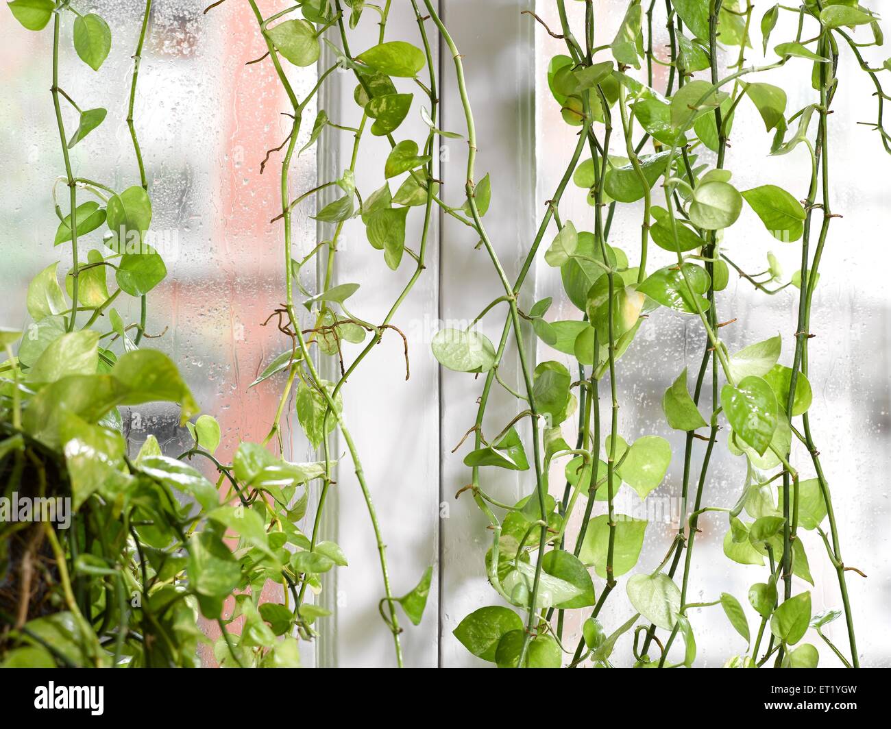 Money plant immagini e fotografie stock ad alta risoluzione Alamy