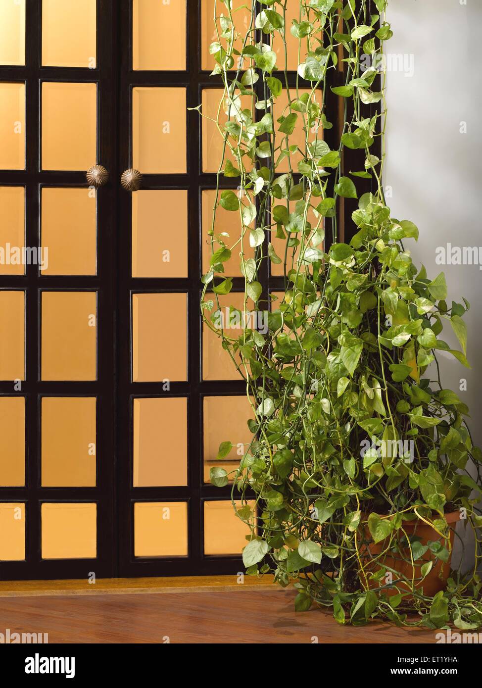 Money Plant, edera del Diavolo, Epipremnum aureum, arum famiglia Araceae, pianta verde di fronte alla finestra, India, Asia Foto Stock
