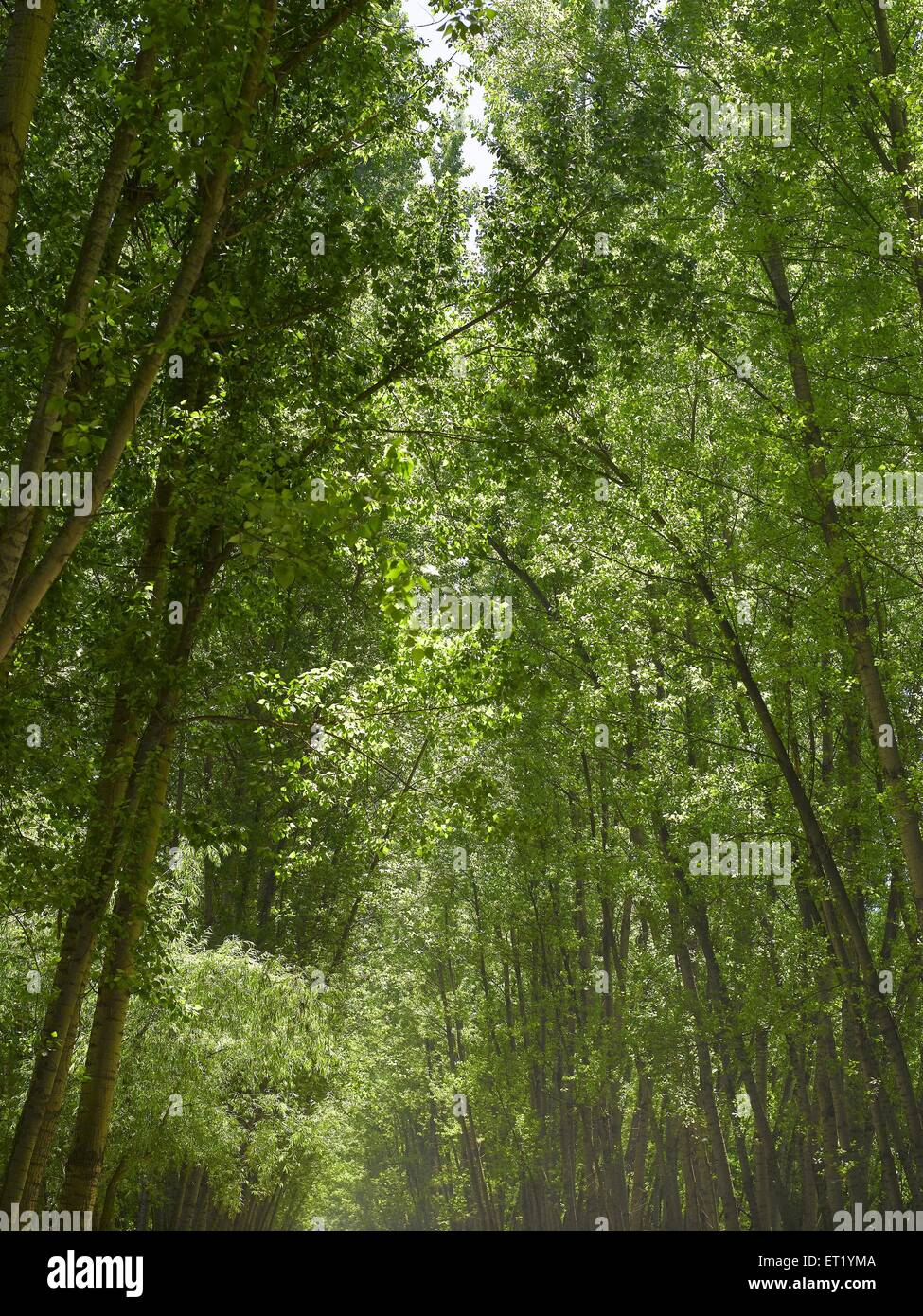 Foresta degli alberi di Willow ; Srinagar ; Kashmir ; Jammu e Kashmir ; territorio dell'Unione ; UT ; India ; Asia Foto Stock