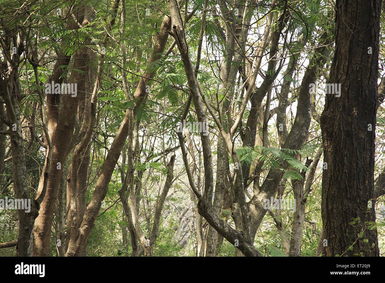 Rami d'albero ; Parco Nazionale Sanjay Gandhi ; Parco Nazionale Borivali ; Borivali ; Bombay ; Mumbai ; Maharashtra ; India ; Asia ; Asia ; indiano Foto Stock