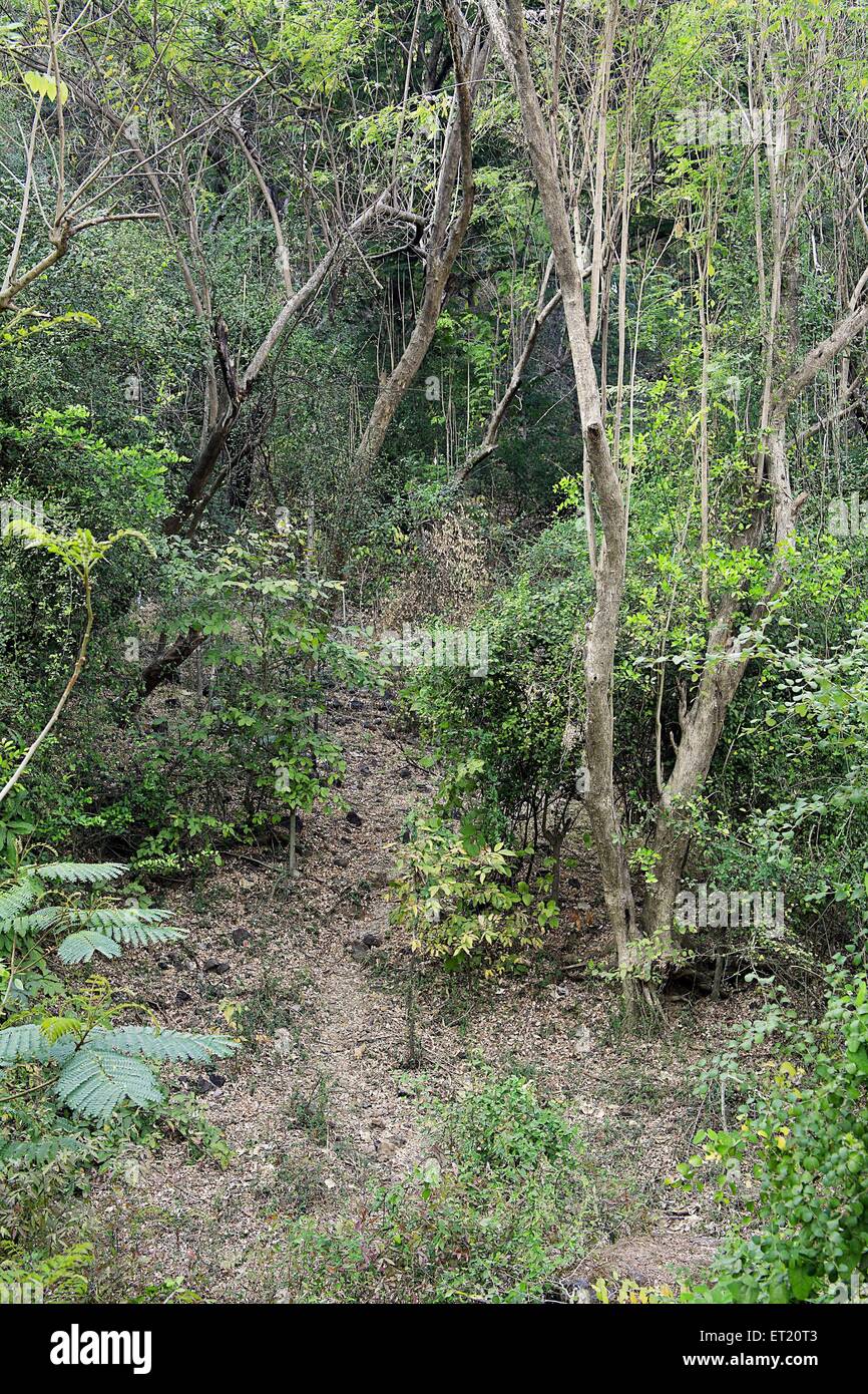 Sentiero forestale ; Parco Nazionale Sanjay Gandhi ; Borivali ; Bombay ; Mumbai ; Maharashtra ; India ; Asia ; Asia ; indiano Foto Stock
