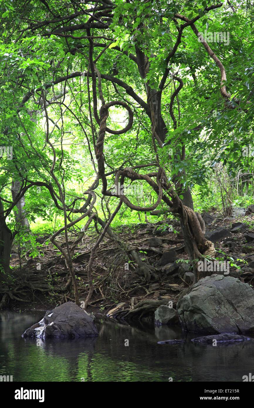 Radici degli alberi ; Parco Nazionale Sanjay Gandhi ; Borivali ; Bombay ; Mumbai ; Maharashtra ; India ; Asia ; Asia ; indiano Foto Stock