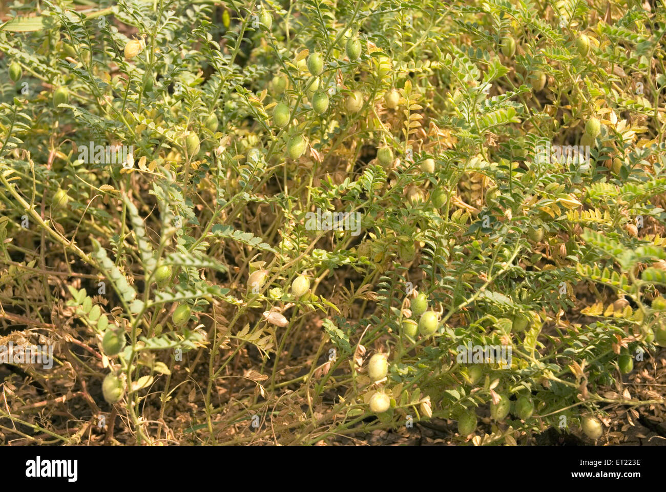 Grano ; gram chana Cicer arietinum ceci ; Khidrapur ; District Kolhapur ; Maharashtra ; India Foto Stock