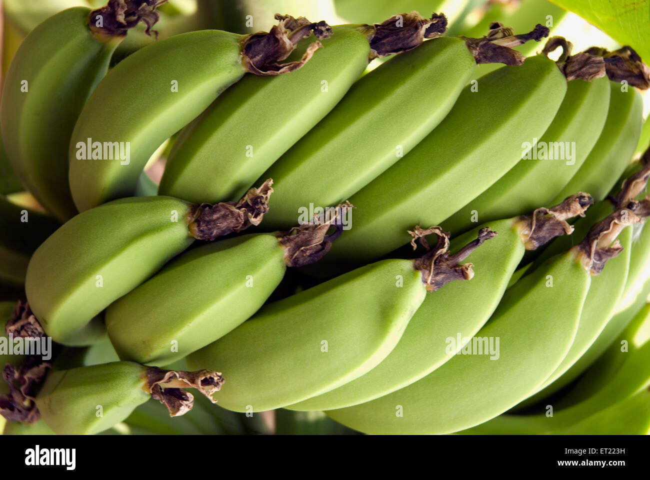 Banane unmature ; Khidrapur ; Distretto Kolhapur ; Maharashtra ; India ; Asia Foto Stock