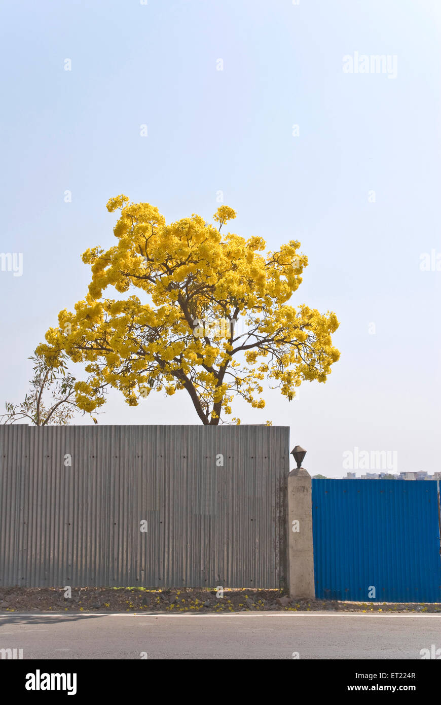 Albero da fiore con fiori gialli ; Poona ; Pune ; Maharashtra ; India ; Asia Foto Stock