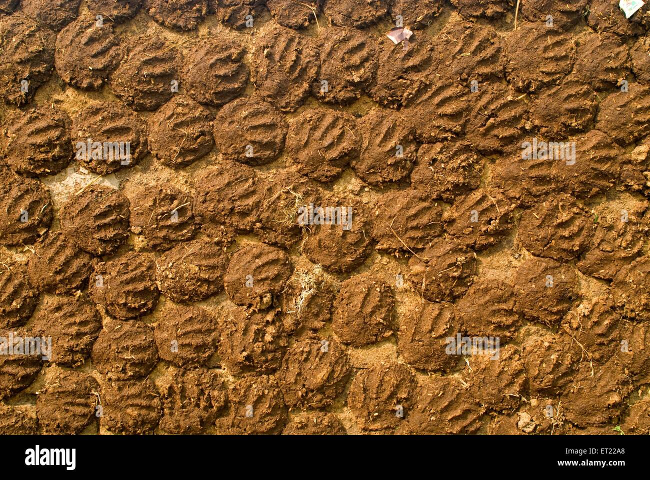 Pani di sterco di vacca che asciugano, Asansol, distretto di Paschim Bardhaman, Bengala occidentale, India, Asia Foto Stock