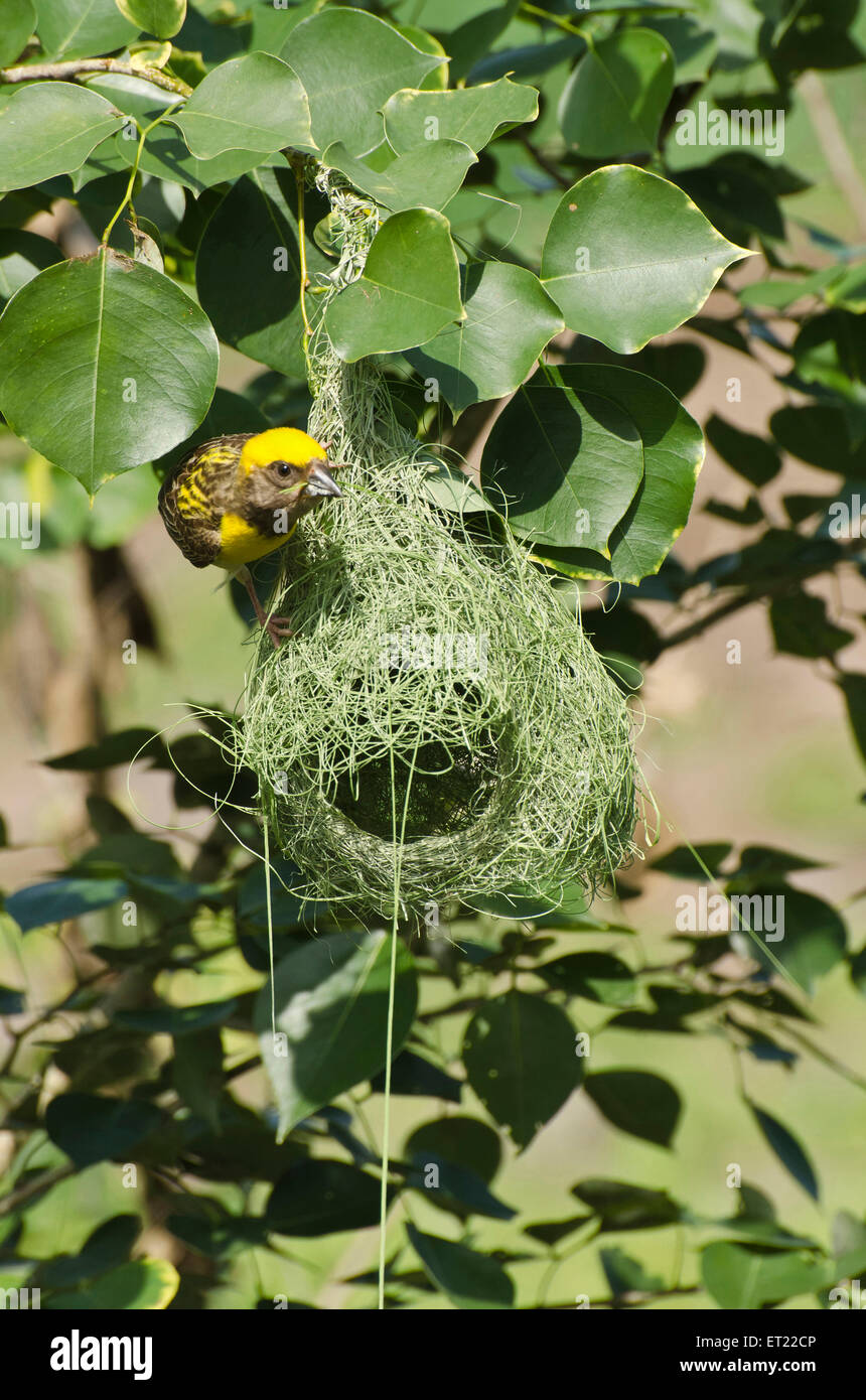 Baya weaver bird Padhegaon Shrirampur Ahmednagar Maharashtra India Asia Foto Stock