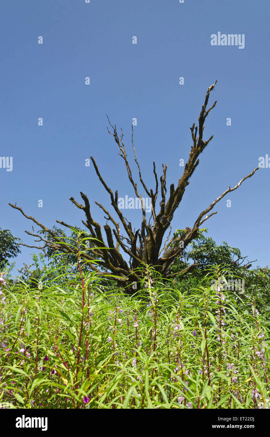Worned eroso tronco di albero Gaganbawda Kolhapur Maharashtra India Asia Foto Stock