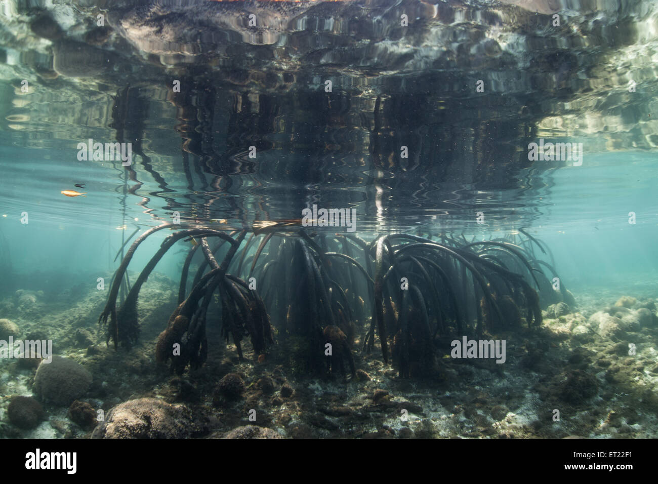 Sommerso puntello di sostegno le radici di un grande albero di mangrovie che crescono in Raja Ampat, Indonesia. Questa zona è la casa di molti habitat marini. Foto Stock