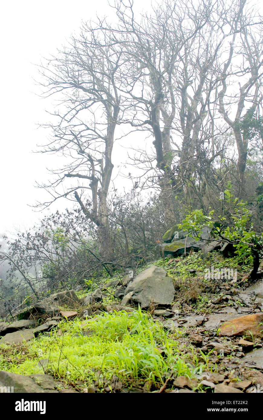 Alberi in giornata ; collina delle tigri ; Lonavala ; collina ; Lonavla ; Khandala ; Poona ; Pune ; Maharashtra ; India ; Asia Foto Stock