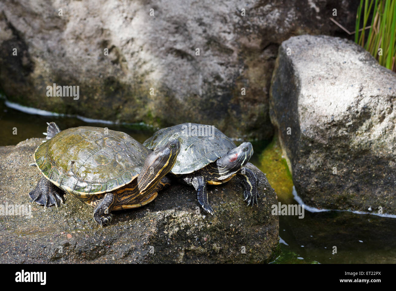 Paio di rosso-eared cursori (Trachemys scripta elegans) prendere il sole sulla roccia Foto Stock
