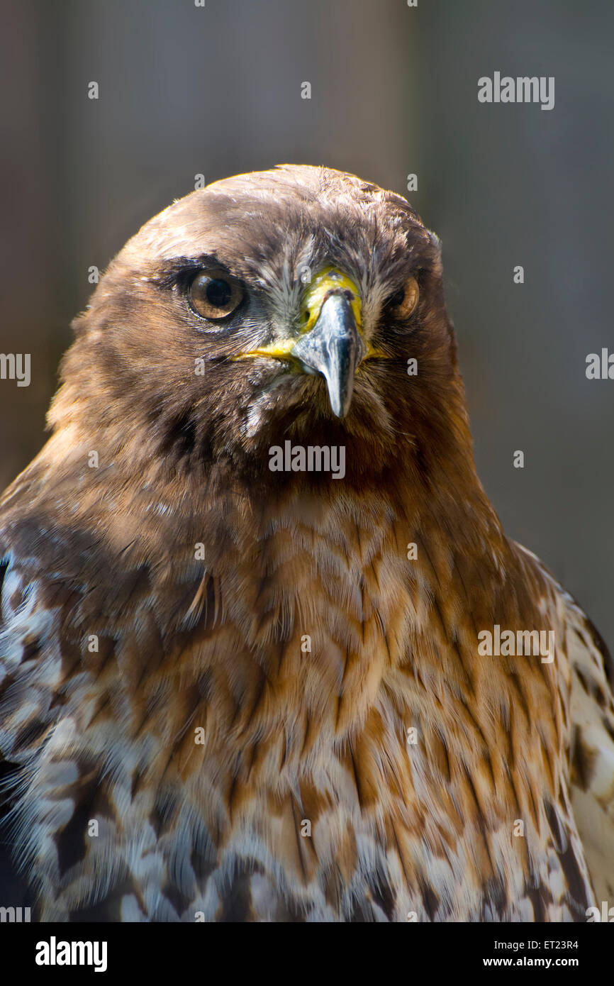 Close-up di una ruvida zampe Hawk. Foto Stock