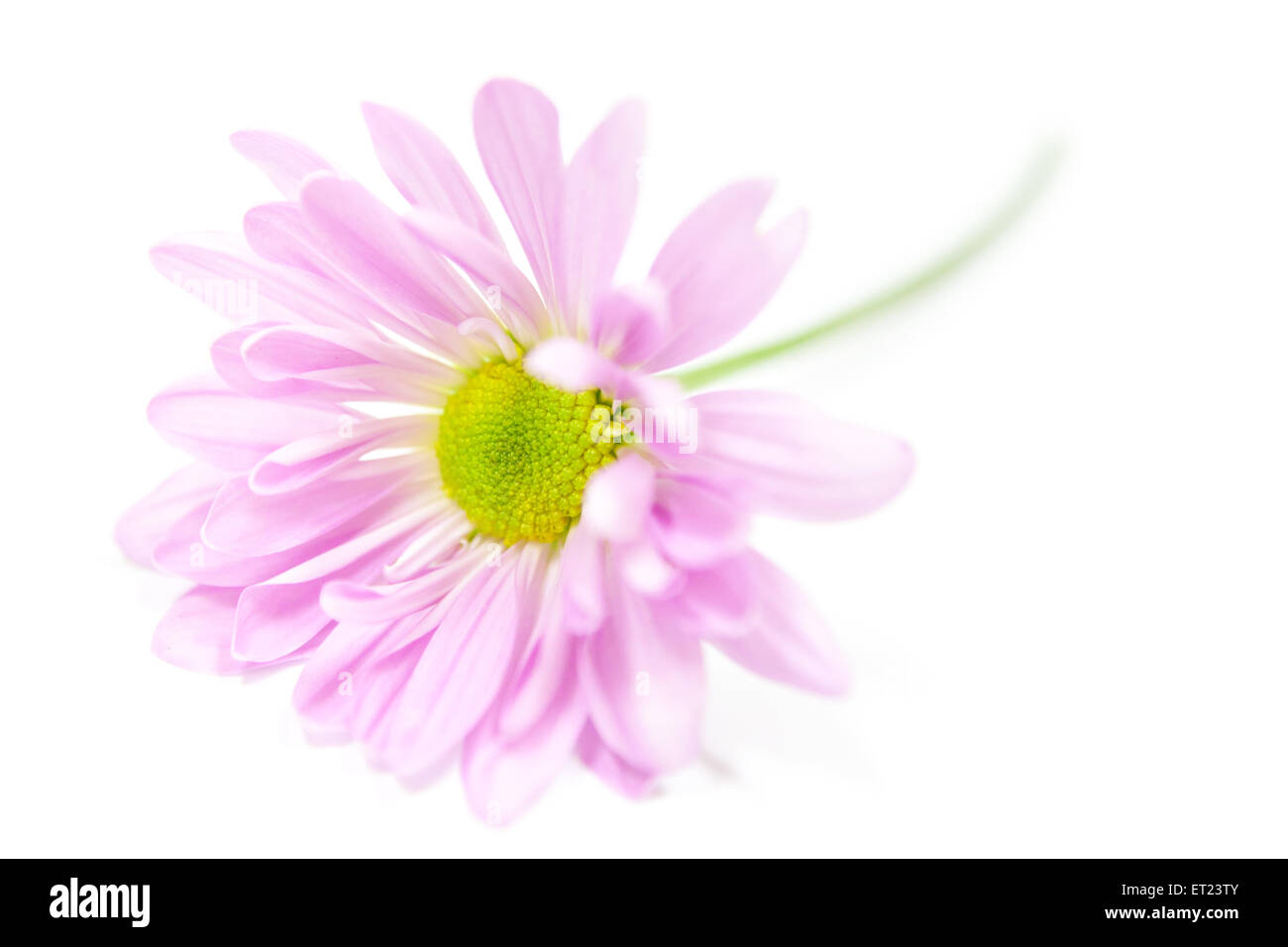 Daisy Flower Pink margherite giallo fiore fiori floreali isolato su bianco Foto Stock