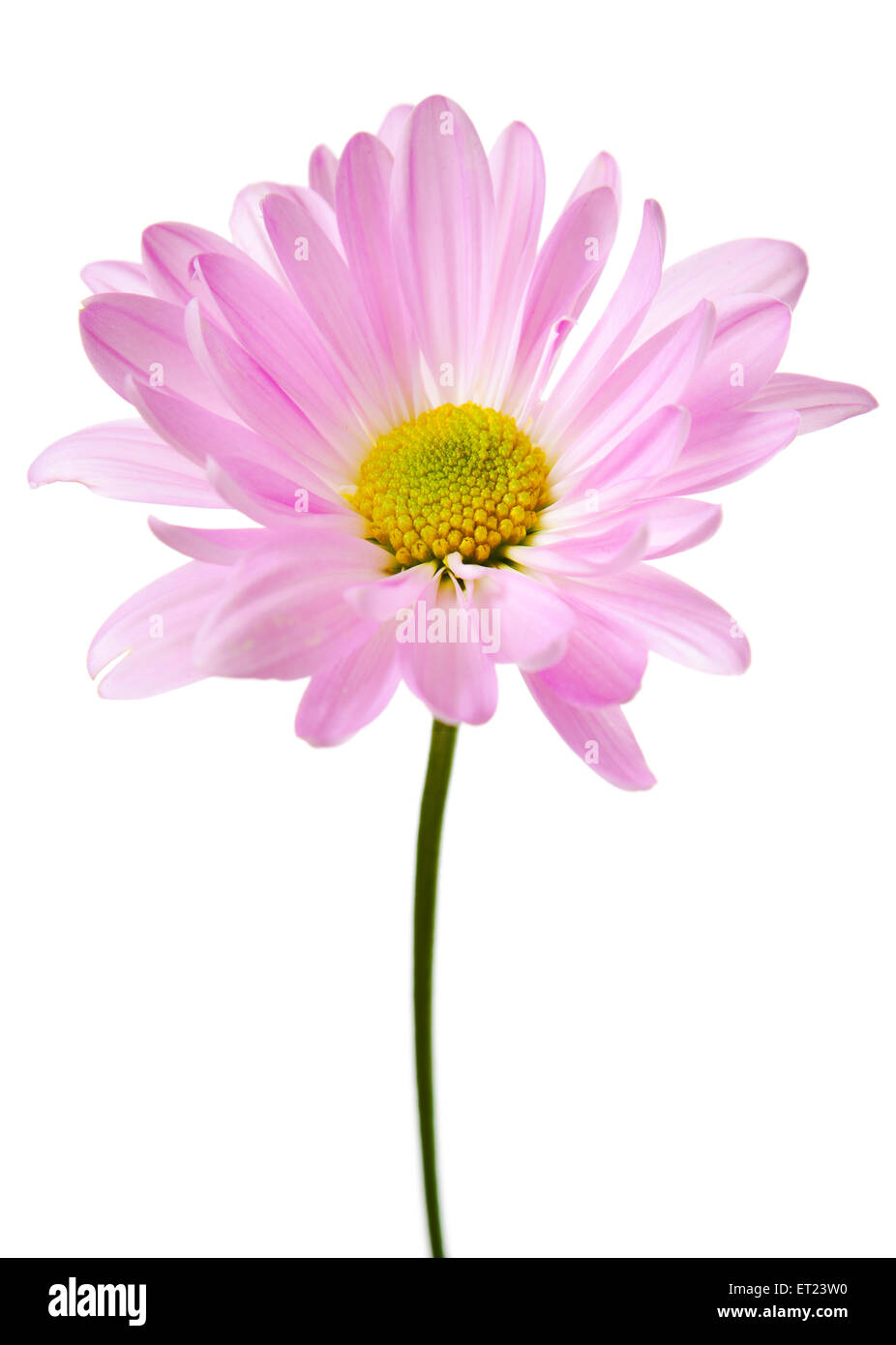Daisy Flower Pink margherite giallo fiore fiori floreali isolato su bianco Foto Stock