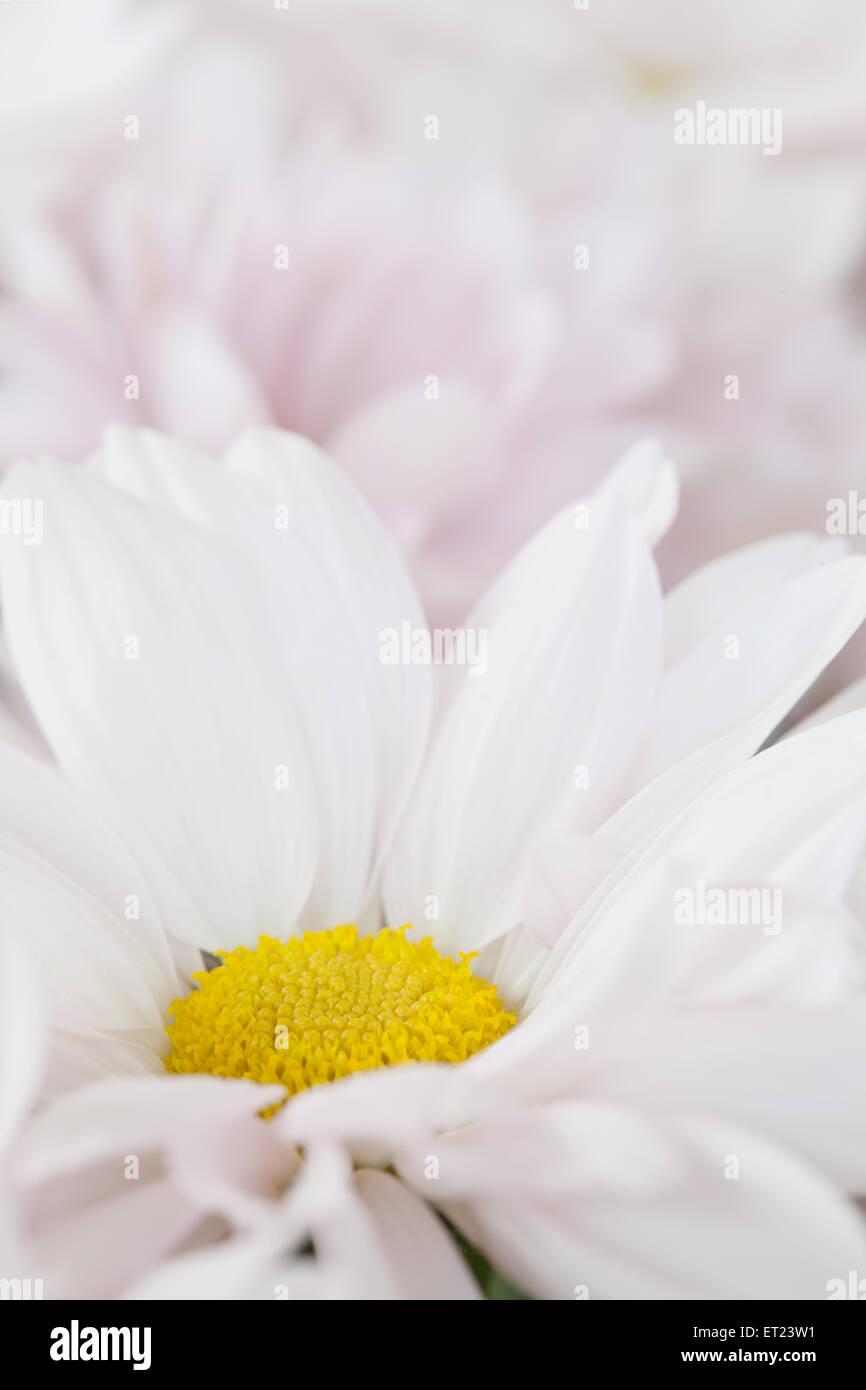Daisy fiore rosa bianco giallo margherite sbocciare fiori floreali Foto Stock